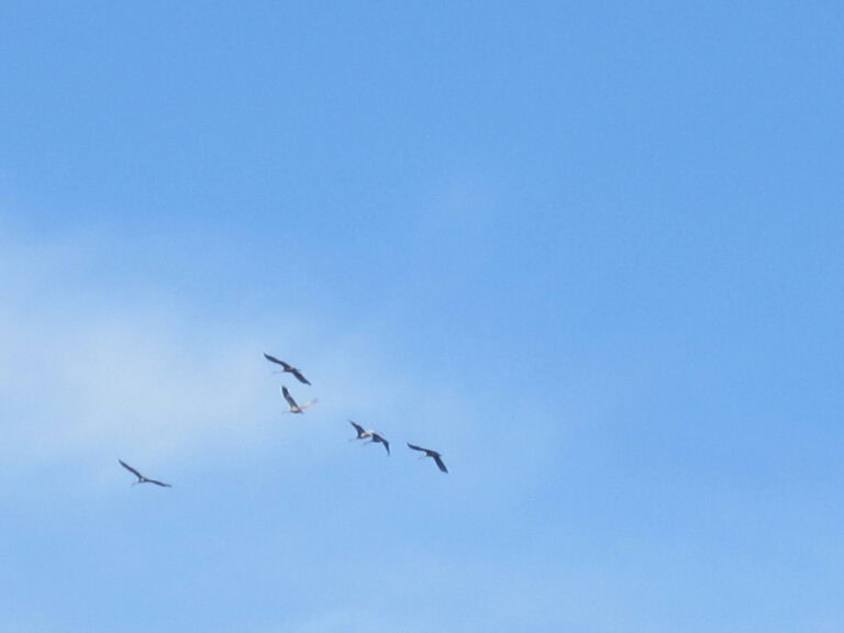 How to Use a Free Migration Service from Your Host