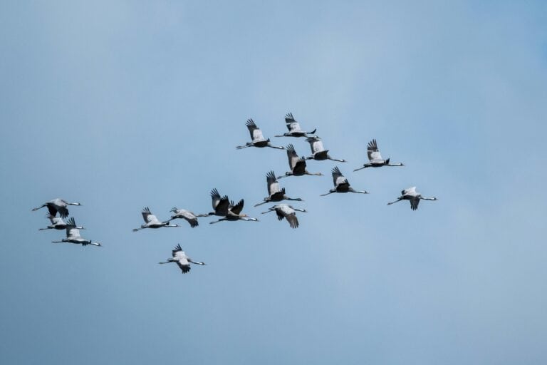 Aerial view of bird flock migration in estonia