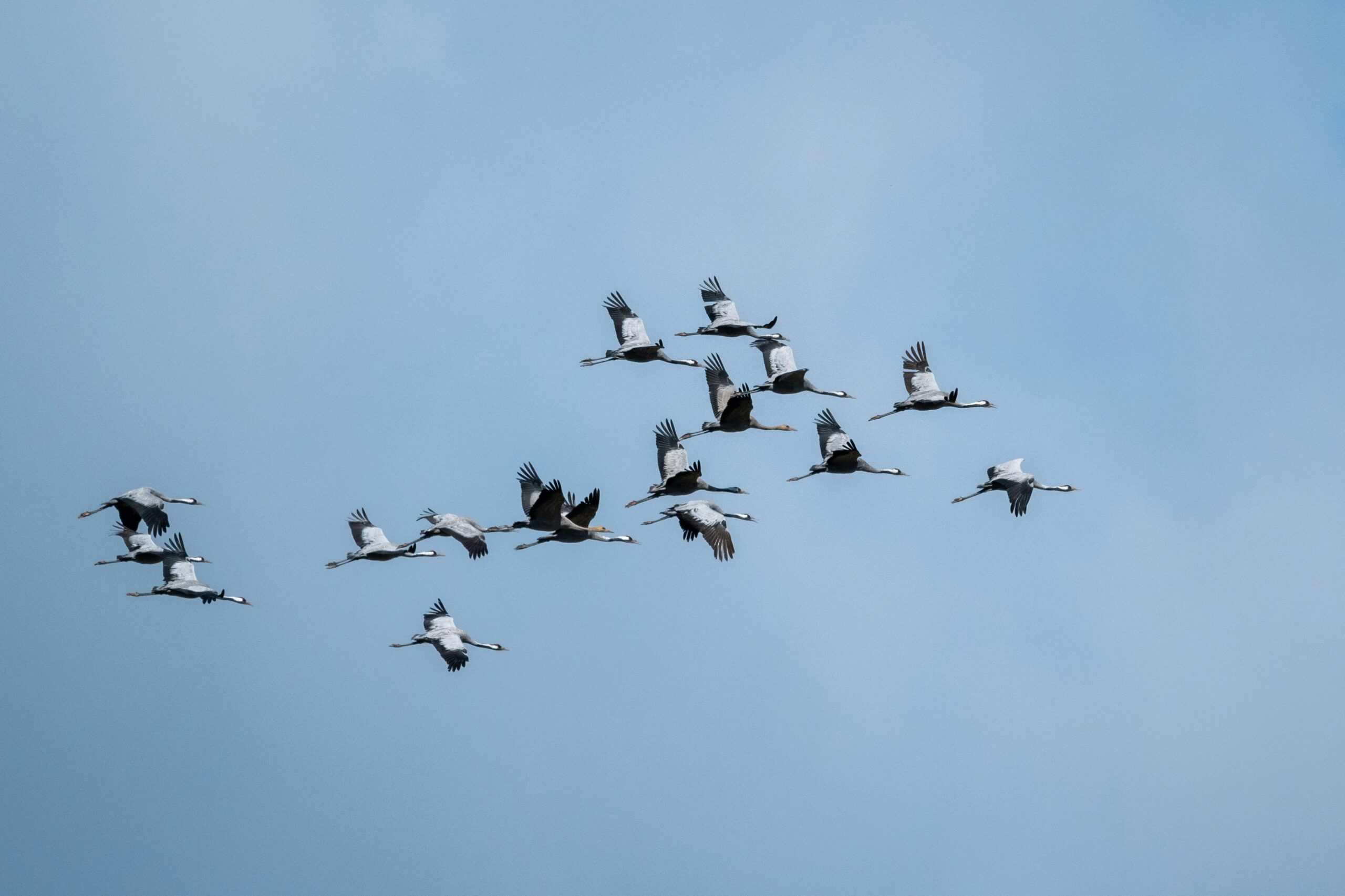 Aerial view of bird flock migration in estonia